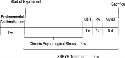 Effect of the ZiBuPiYin Recipe on Diabetes-Associated Cognitive Decline in Zucker Diabetic Fatty Rats After Chronic Psychological Stress